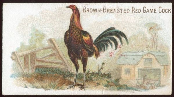 N20 Brown-Breasted Red Game Cock